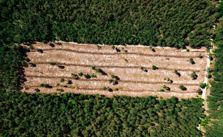 Potencias mundiales quieren revertir deforestación