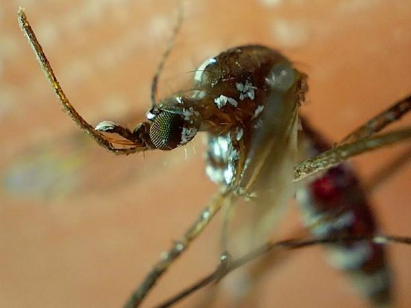 Puebla acumula 1140 casos de Dengue