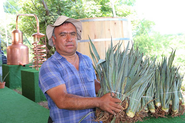 Se favorece la producción de mezcal en Puebla