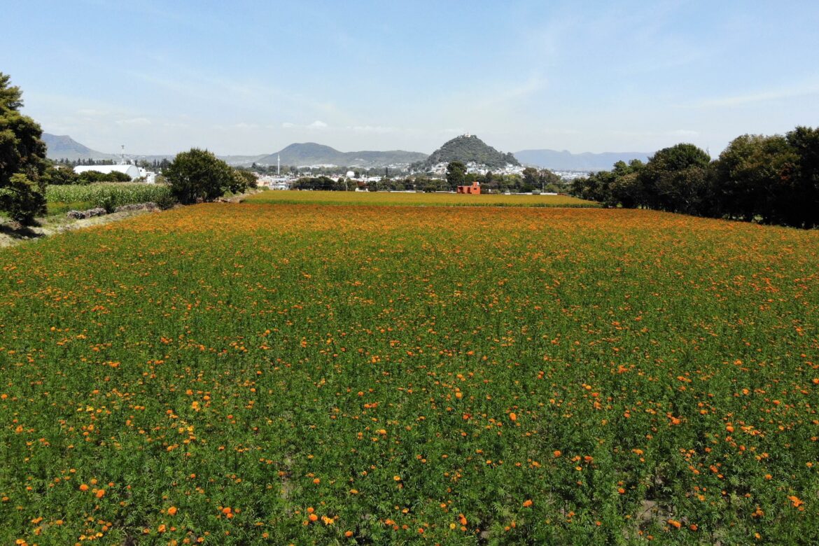 A los floricultores se les otorgan nuevos beneficios en Puebla