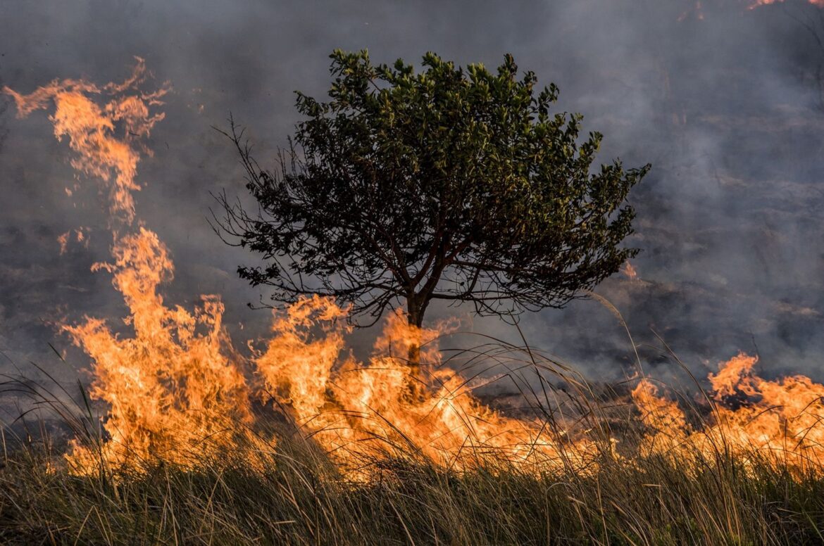 Aumentan los incendios forestales