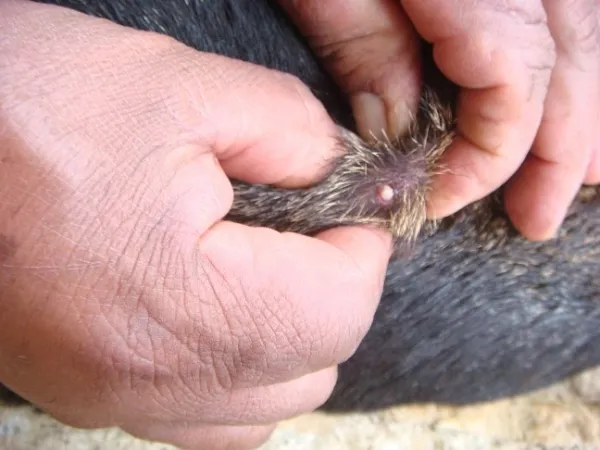 ¿Qué hacer si tu mascota tiene gusano barrenador?